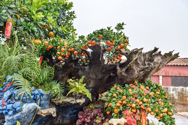 Chậu bưởi diễn nặng 10 tấn, gi&aacute; hơn 200 triệu được đại gia thu&ecirc; về chơi tết - Ảnh 6.