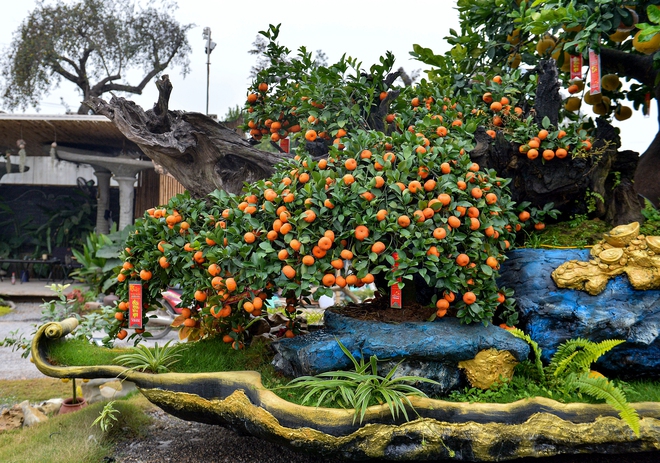 Chậu bưởi diễn nặng 10 tấn, gi&aacute; hơn 200 triệu được đại gia thu&ecirc; về chơi tết - Ảnh 7.