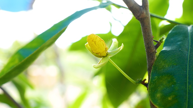 Làng mai vàng Bình Lợi bán chậm giáp Tết Bính Ngọ: Chủ vườn thấp thỏm chờ 'cú hích' phút chót- Ảnh 10. Làng mai vàng Bình Lợi bán chậm giáp Tết Bính Ngọ: Chủ vườn thấp thỏm chờ 'cú hích' phút chót- Ảnh 10.