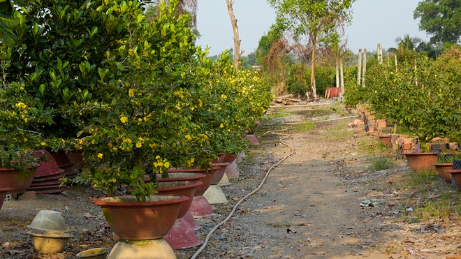 Làng mai vàng Bình Lợi bán chậm giáp Tết Bính Ngọ: Chủ vườn thấp thỏm chờ 'cú hích' phút chót- Ảnh 8. Làng mai vàng Bình Lợi bán chậm giáp Tết Bính Ngọ: Chủ vườn thấp thỏm chờ 'cú hích' phút chót- Ảnh 8.