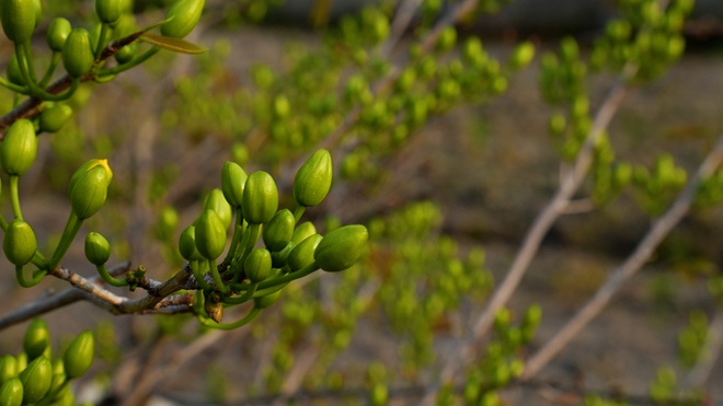 Làng mai vàng Bình Lợi bán chậm giáp Tết Bính Ngọ: Chủ vườn thấp thỏm chờ 'cú hích' phút chót- Ảnh 6. Làng mai vàng Bình Lợi bán chậm giáp Tết Bính Ngọ: Chủ vườn thấp thỏm chờ 'cú hích' phút chót- Ảnh 6.