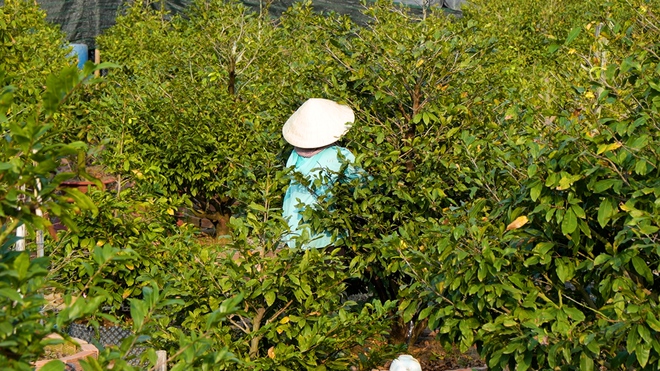 Làng mai vàng Bình Lợi bán chậm giáp Tết Bính Ngọ: Chủ vườn thấp thỏm chờ 'cú hích' phút chót- Ảnh 9. Làng mai vàng Bình Lợi bán chậm giáp Tết Bính Ngọ: Chủ vườn thấp thỏm chờ 'cú hích' phút chót- Ảnh 9.