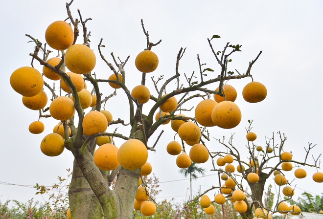 Bất ngờ th&uacute; chơi bưởi trụi l&aacute; - Ảnh 4.