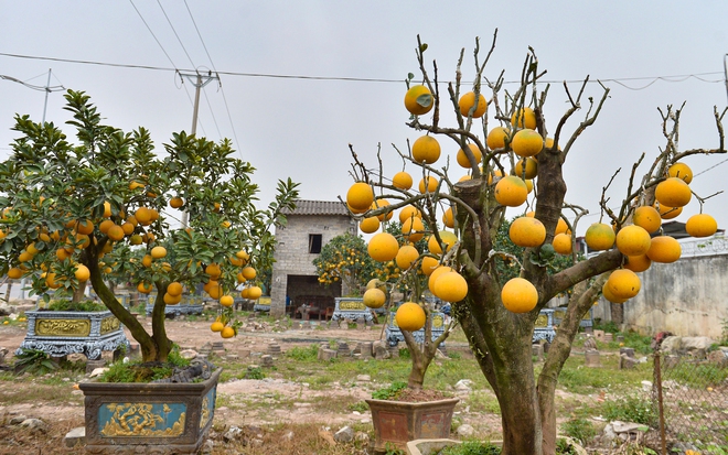 Bất ngờ th&uacute; chơi bưởi trụi l&aacute; - Ảnh 3.