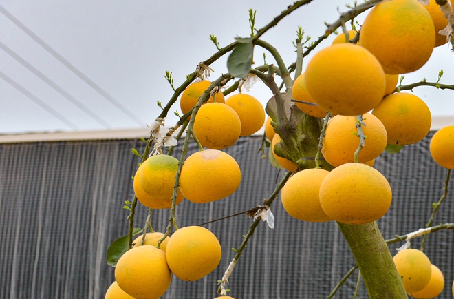 Bất ngờ th&uacute; chơi bưởi trụi l&aacute; - Ảnh 5.