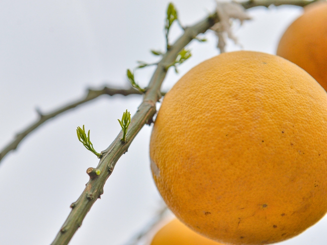 Bất ngờ th&uacute; chơi bưởi trụi l&aacute; - Ảnh 6.