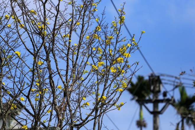 Ng&ocirc;i l&agrave;ng B&aacute;c Hồ từng sống ở Huế: B&igrave;nh y&ecirc;n khoe sắc trước thềm xu&acirc;n- Ảnh 6.