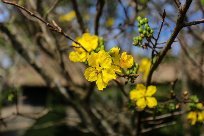 Ng&ocirc;i l&agrave;ng B&aacute;c Hồ từng sống ở Huế: B&igrave;nh y&ecirc;n khoe sắc trước thềm xu&acirc;n- Ảnh 14.