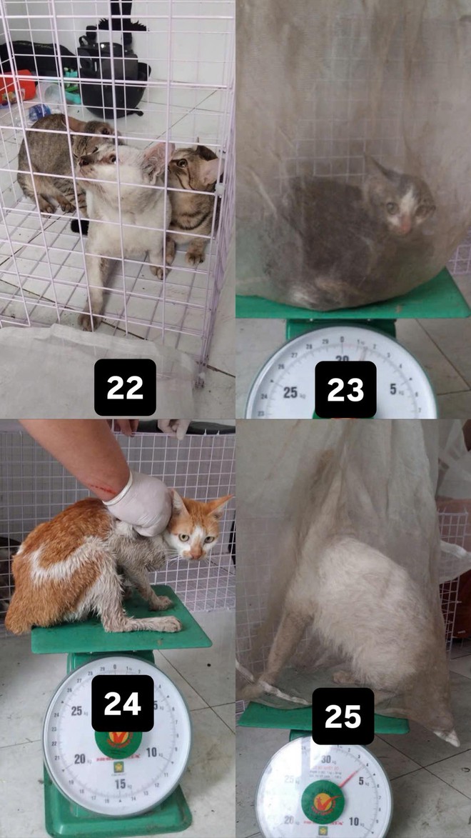 C&ocirc;ng an TP.HCM t&igrave;m chủ nh&acirc;n của 32 ch&oacute;, m&egrave;o vừa được giải cứu- Ảnh 2.