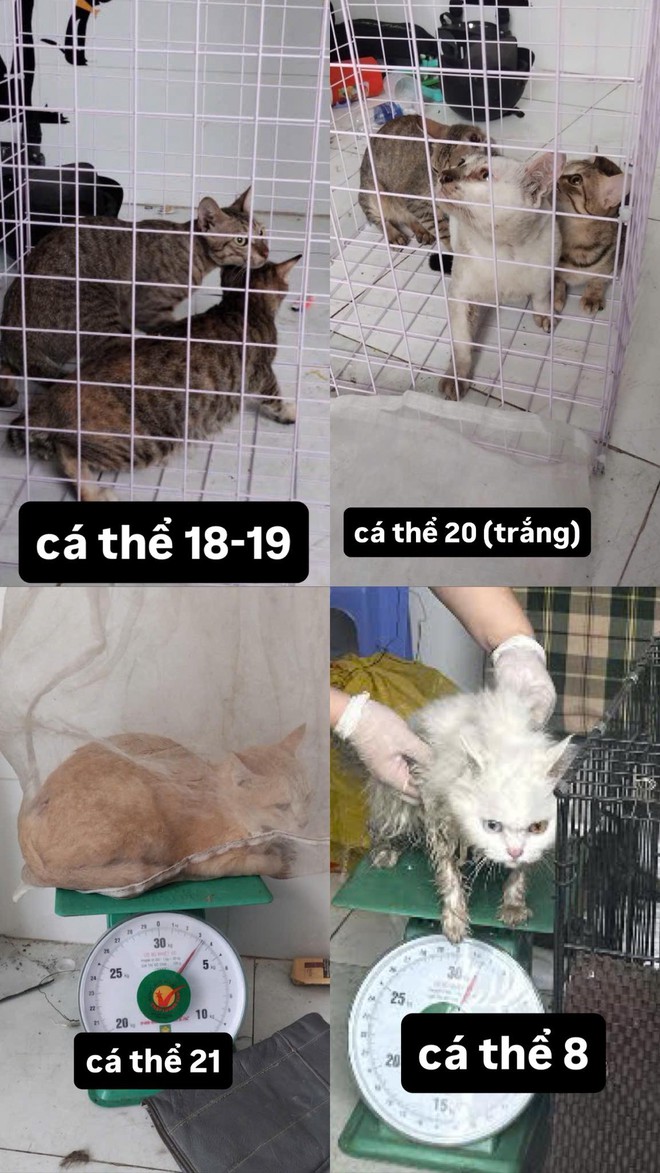 C&ocirc;ng an TP.HCM t&igrave;m chủ nh&acirc;n của 32 ch&oacute;, m&egrave;o vừa được giải cứu- Ảnh 1.