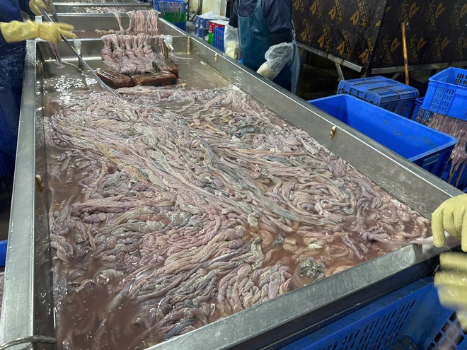 Công an Hà Nội thu hơn 60 tấn lòng lợn bẩn tại Công ty Dũng Phát- Ảnh 12. Công an Hà Nội thu hơn 60 tấn lòng lợn bẩn tại Công ty Dũng Phát- Ảnh 12.