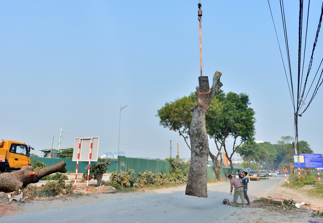H&agrave; Nội: H&agrave;ng x&agrave; cừ cổ thụ bị cưa phục vụ dự &aacute;n đường gần 3.400 tỉ - Ảnh 6.