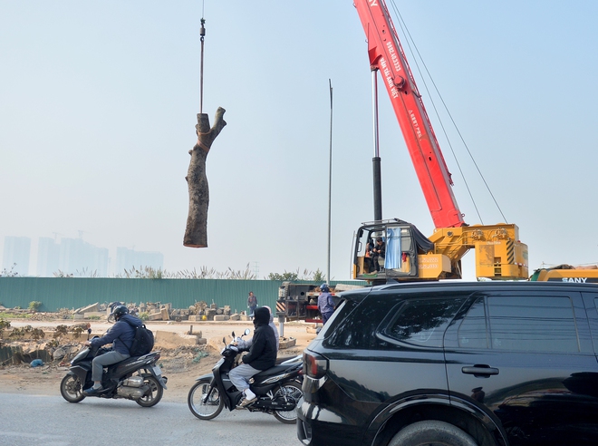 H&agrave; Nội: H&agrave;ng x&agrave; cừ cổ thụ bị cưa phục vụ dự &aacute;n đường gần 3.400 tỉ - Ảnh 5.