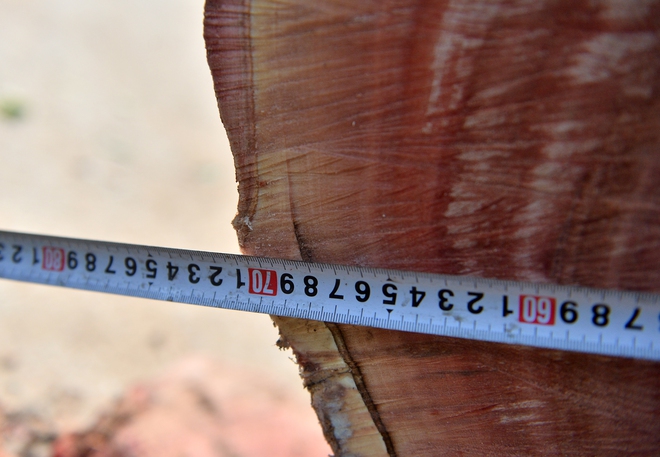 H&agrave; Nội: H&agrave;ng x&agrave; cừ cổ thụ bị cưa phục vụ dự &aacute;n đường gần 3.400 tỉ - Ảnh 10.