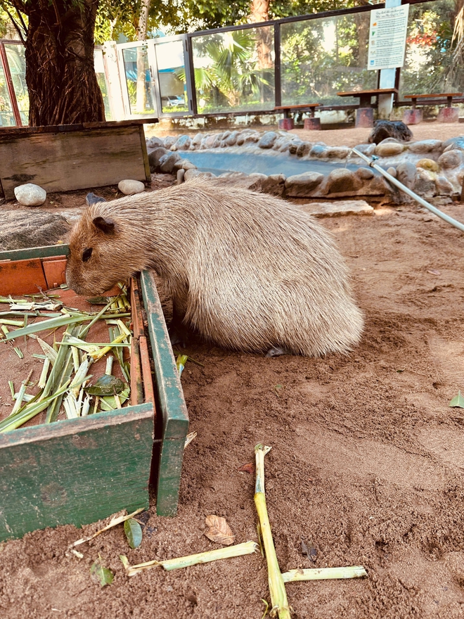 Thảo Cầm Viên đón 3 capybara con, mới sinh đã có răng, vài giờ sau biết đi- Ảnh 8.