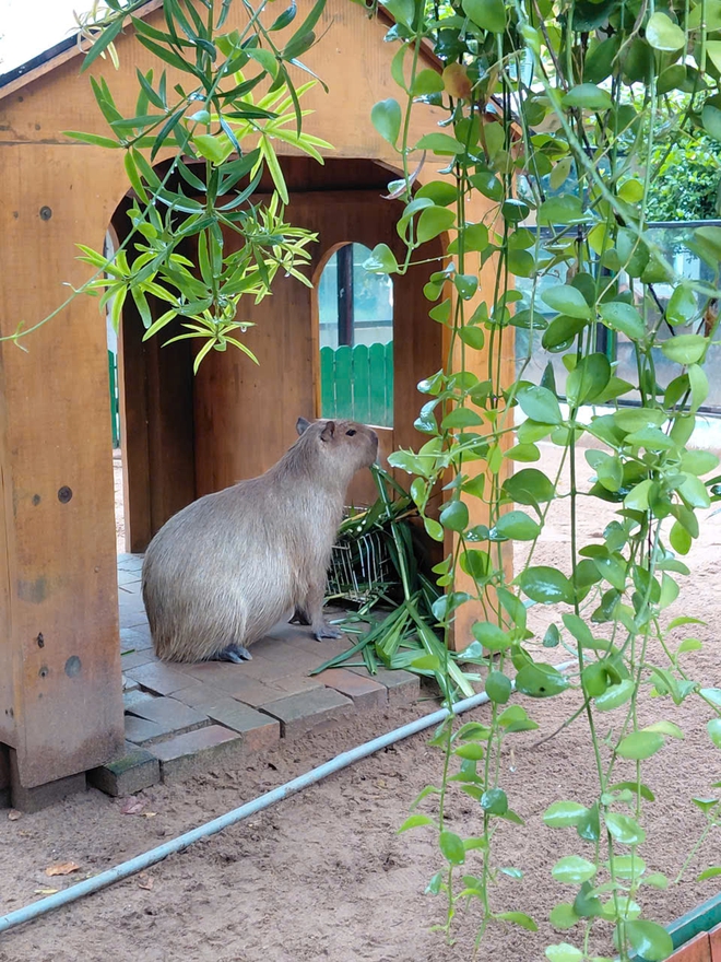 Thảo Cầm Viên đón 3 capybara con, mới sinh đã có răng, vài giờ sau biết đi- Ảnh 7.
