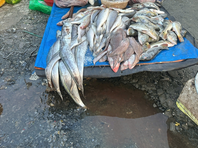 Trở lại chợ tự phát quanh chợ đầu mối Thủ Đức: Cá nằm la liệt dưới đường - Ảnh 4.
