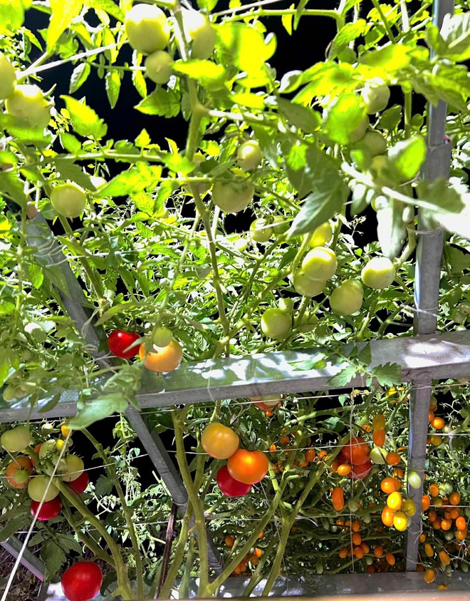 Thanh ni&ecirc;n C&agrave; Mau biến s&acirc;n thượng th&agrave;nh khu vườn v&agrave; gi&agrave;n c&agrave; chua 'h&aacute;i mỏi tay'- Ảnh 15.