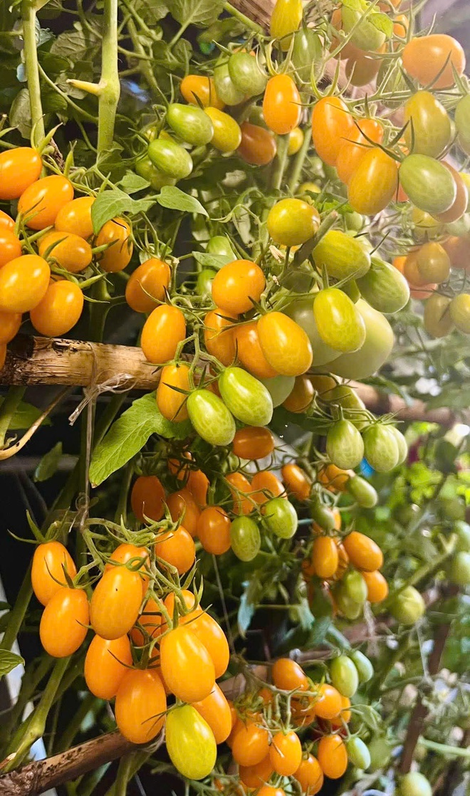 Thanh ni&ecirc;n C&agrave; Mau biến s&acirc;n thượng th&agrave;nh khu vườn v&agrave; gi&agrave;n c&agrave; chua 'h&aacute;i mỏi tay'- Ảnh 12.