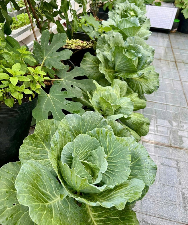 Thanh ni&ecirc;n C&agrave; Mau biến s&acirc;n thượng th&agrave;nh khu vườn v&agrave; gi&agrave;n c&agrave; chua 'h&aacute;i mỏi tay'- Ảnh 2.