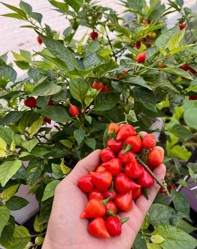 Thanh ni&ecirc;n C&agrave; Mau biến s&acirc;n thượng th&agrave;nh khu vườn v&agrave; gi&agrave;n c&agrave; chua 'h&aacute;i mỏi tay'- Ảnh 6.