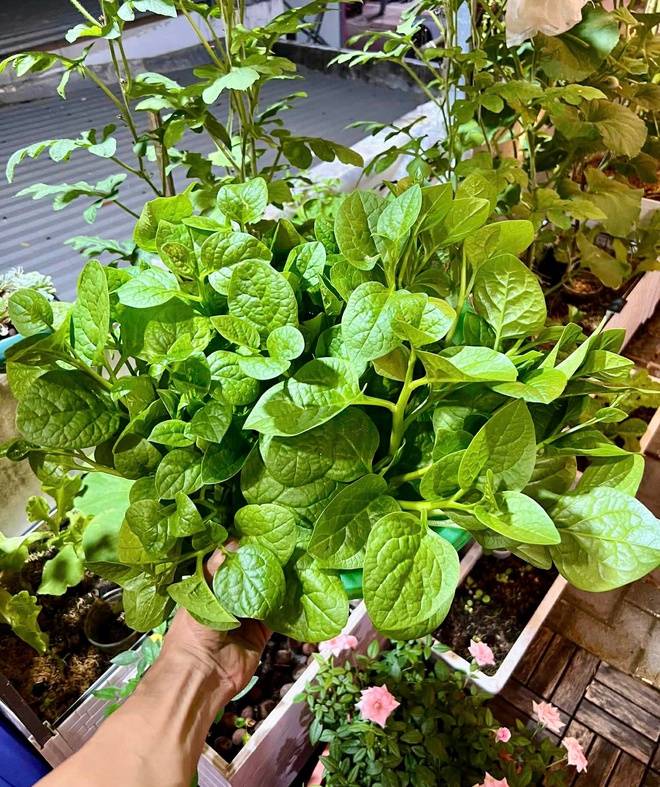 Thanh ni&ecirc;n C&agrave; Mau biến s&acirc;n thượng th&agrave;nh khu vườn v&agrave; gi&agrave;n c&agrave; chua 'h&aacute;i mỏi tay'- Ảnh 3.