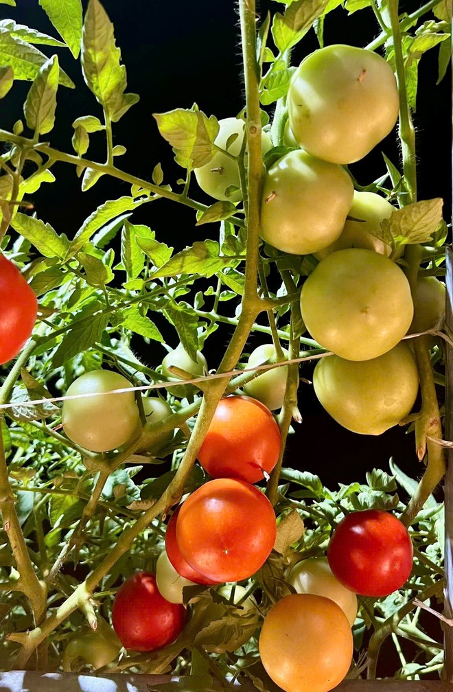 Thanh ni&ecirc;n C&agrave; Mau biến s&acirc;n thượng th&agrave;nh khu vườn v&agrave; gi&agrave;n c&agrave; chua 'h&aacute;i mỏi tay'- Ảnh 14.