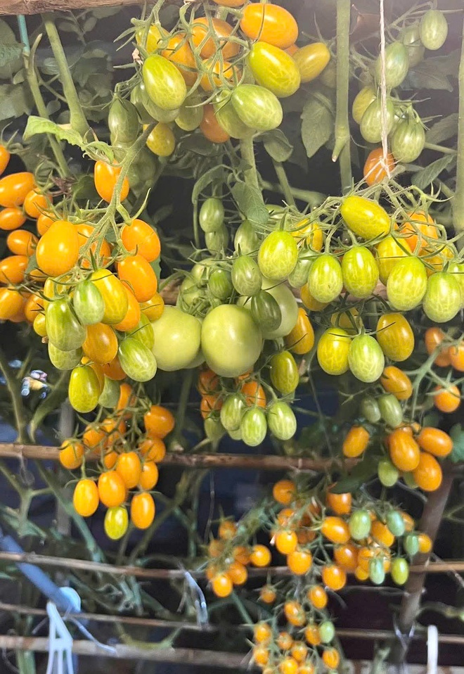 Thanh ni&ecirc;n C&agrave; Mau biến s&acirc;n thượng th&agrave;nh khu vườn v&agrave; gi&agrave;n c&agrave; chua 'h&aacute;i mỏi tay'- Ảnh 11.