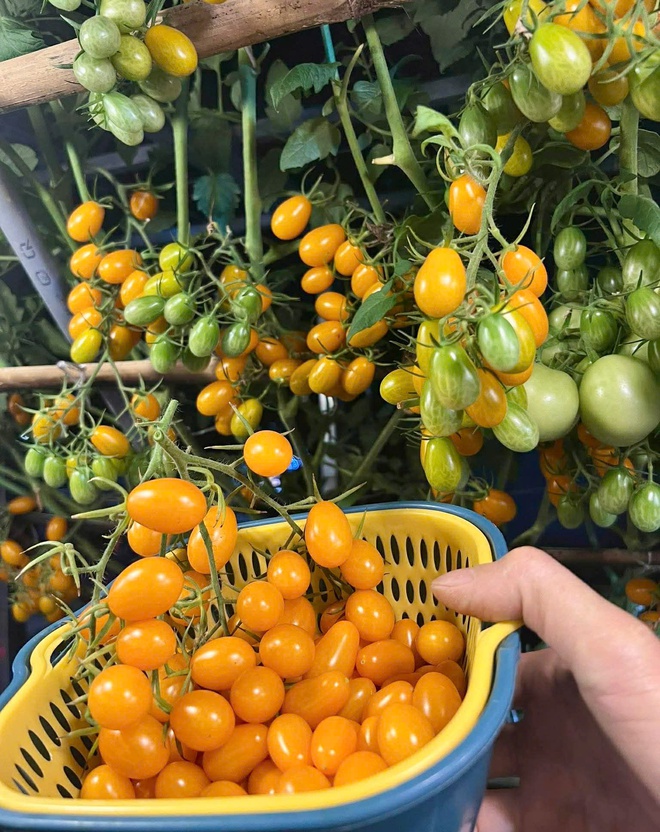 Thanh ni&ecirc;n C&agrave; Mau biến s&acirc;n thượng th&agrave;nh khu vườn v&agrave; gi&agrave;n c&agrave; chua 'h&aacute;i mỏi tay'- Ảnh 13.