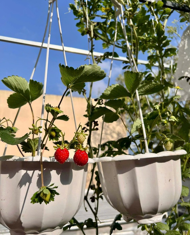 Thanh ni&ecirc;n C&agrave; Mau biến s&acirc;n thượng th&agrave;nh khu vườn v&agrave; gi&agrave;n c&agrave; chua 'h&aacute;i mỏi tay'- Ảnh 7.