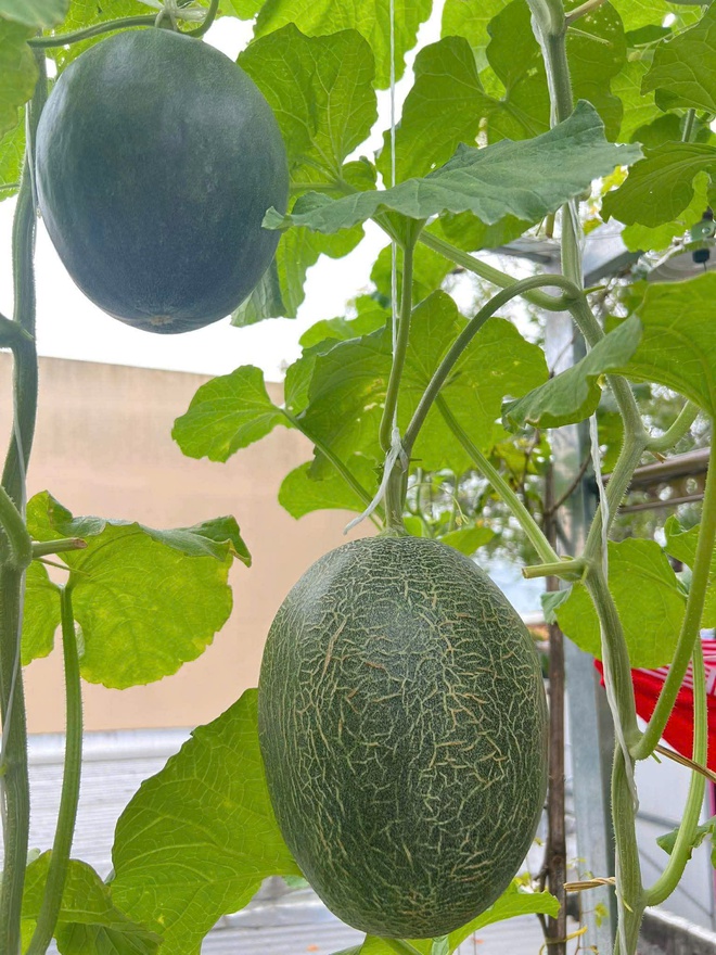 Thanh ni&ecirc;n C&agrave; Mau biến s&acirc;n thượng th&agrave;nh khu vườn v&agrave; gi&agrave;n c&agrave; chua 'h&aacute;i mỏi tay'- Ảnh 8.