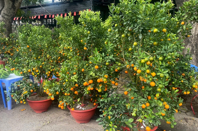 Tiểu thương b&aacute;n quất tết bắt đầu xả h&agrave;ng, b&aacute;n đồng gi&aacute; để cắt lỗ- Ảnh 3.