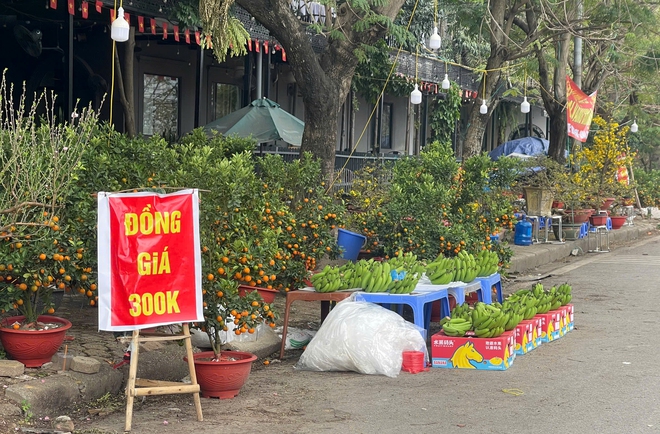 Tiểu thương b&aacute;n quất tết bắt đầu xả h&agrave;ng, b&aacute;n đồng gi&aacute; để cắt lỗ- Ảnh 2.