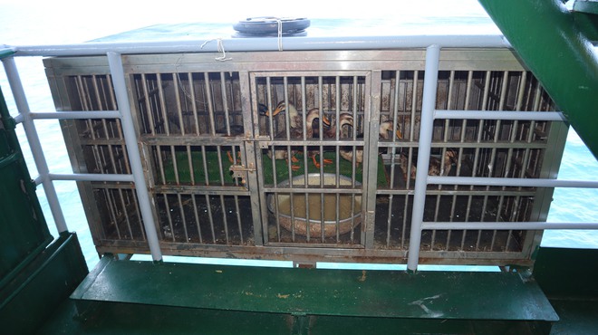 Tết của những 'cột mốc sống' tr&ecirc;n biển, m&atilde;i v&igrave; chủ quyền Tổ quốc thi&ecirc;ng li&ecirc;ng- Ảnh 24.