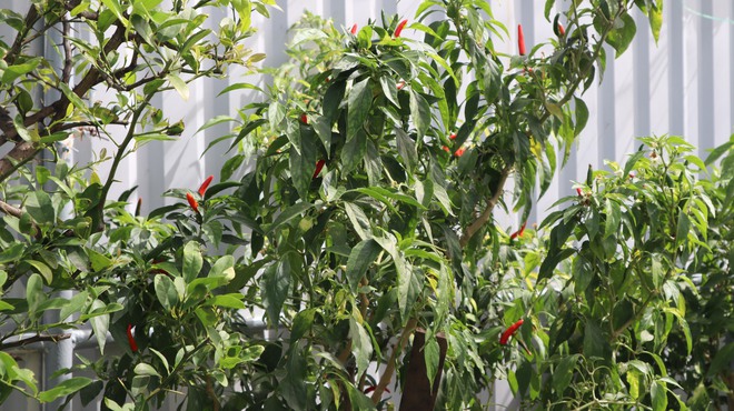 Tết của những 'cột mốc sống' tr&ecirc;n biển, m&atilde;i v&igrave; chủ quyền Tổ quốc thi&ecirc;ng li&ecirc;ng- Ảnh 15.