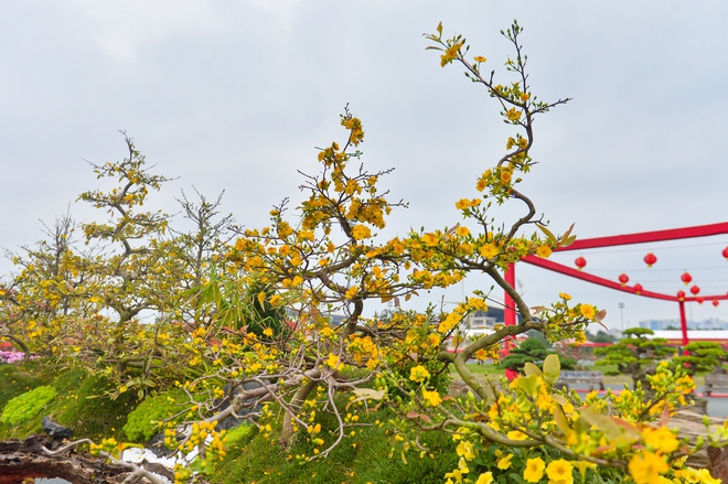 T&aacute;c phẩm mai v&agrave;ng rao b&aacute;n gần 800 triệu ở H&agrave; Nội c&oacute; g&igrave; đặc biệt?- Ảnh 7.