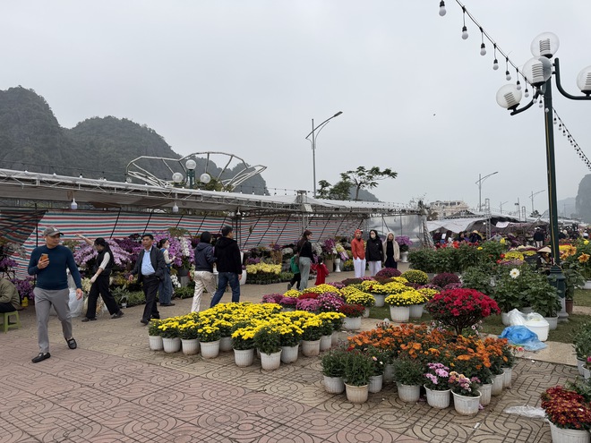 Hoa c&acirc;y cảnh dịp tết ế ẩm b&ecirc;n vịnh Hạ Long - Ảnh 5.