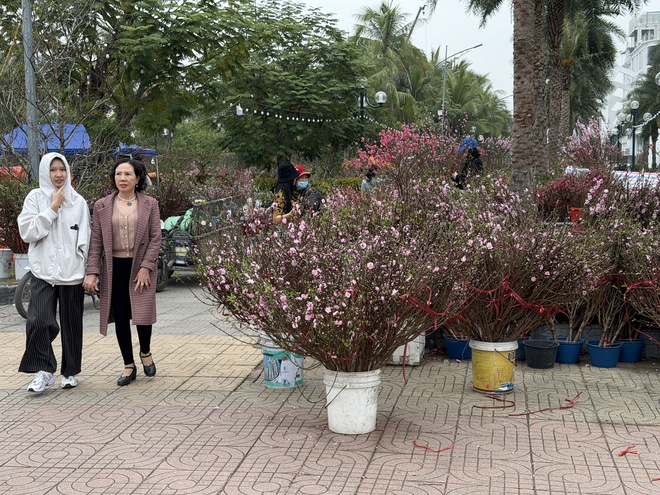 Hoa c&acirc;y cảnh dịp tết ế ẩm b&ecirc;n vịnh Hạ Long - Ảnh 6.