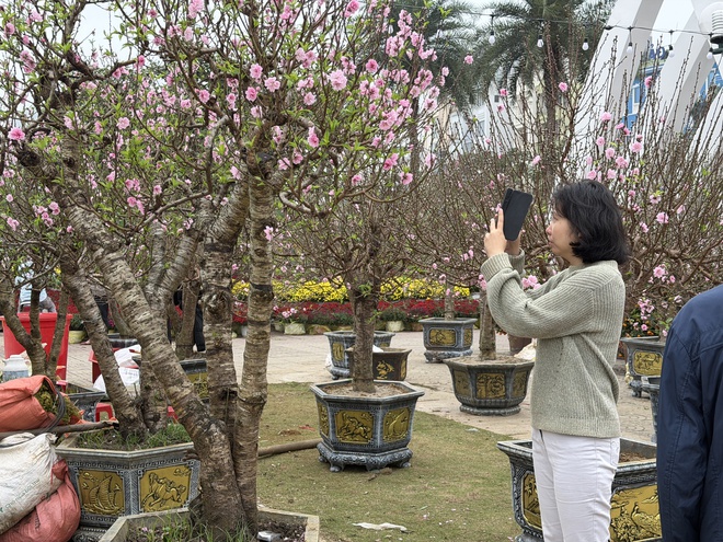 Hoa c&acirc;y cảnh dịp tết ế ẩm b&ecirc;n vịnh Hạ Long - Ảnh 3.