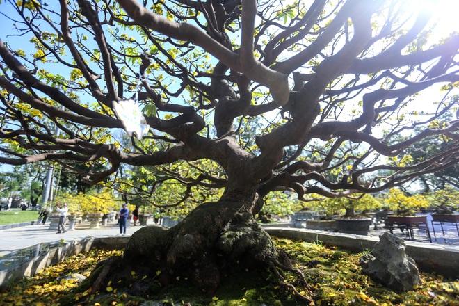 Chi&ecirc;m ngưỡng c&acirc;y ho&agrave;ng mai Huế được chủ cho l&agrave; đột biến, 'h&eacute;t gi&aacute;' 8 tỉ đồng- Ảnh 6.