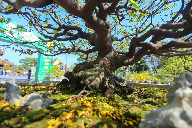 Chi&ecirc;m ngưỡng c&acirc;y ho&agrave;ng mai Huế được chủ cho l&agrave; đột biến, 'h&eacute;t gi&aacute;' 8 tỉ đồng- Ảnh 5.