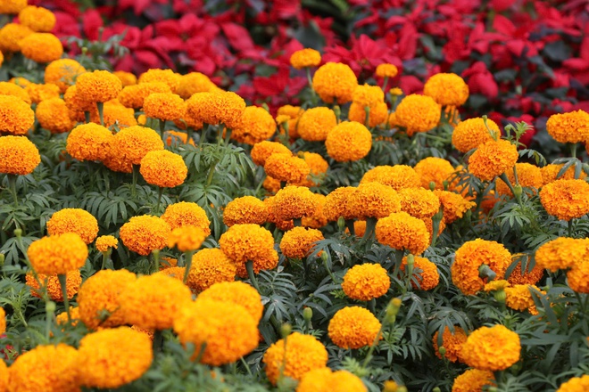 Rực rỡ ‘điểm hẹn du xuân’ bên vịnh Hạ Long- Ảnh 4. Rực rỡ ‘điểm hẹn du xuân’ bên vịnh Hạ Long- Ảnh 4.