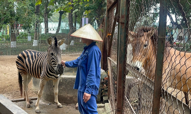 Chuyện ít biết về những chú ngựa biết 'nũng nịu' ở vườn thú Hà Nội- Ảnh 8. Chuyện ít biết về những chú ngựa biết 'nũng nịu' ở vườn thú Hà Nội- Ảnh 8.