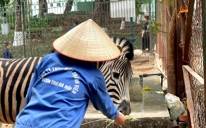Chuyện ít biết về những chú ngựa biết 'nũng nịu' ở vườn thú Hà Nội- Ảnh 9. Chuyện ít biết về những chú ngựa biết 'nũng nịu' ở vườn thú Hà Nội- Ảnh 9.