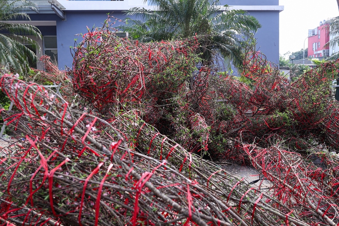 Chiều 29 tết, cành đào tiền triệu thành củi khô, chất đống trên vỉa hè Hà Nội- Ảnh 7. Chiều 29 tết, cành đào tiền triệu thành củi khô, chất đống trên vỉa hè Hà Nội- Ảnh 7.