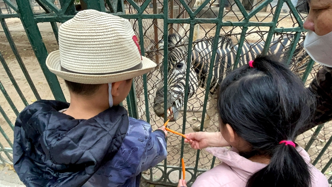 Chuyện ít biết về những chú ngựa biết 'nũng nịu' ở vườn thú Hà Nội- Ảnh 11. Chuyện ít biết về những chú ngựa biết 'nũng nịu' ở vườn thú Hà Nội- Ảnh 11.