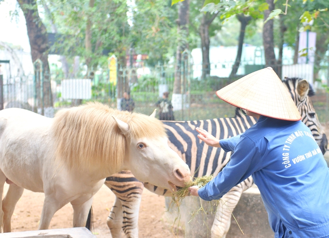 Chuyện ít biết về những chú ngựa biết 'nũng nịu' ở vườn thú Hà Nội- Ảnh 7. Chuyện ít biết về những chú ngựa biết 'nũng nịu' ở vườn thú Hà Nội- Ảnh 7.