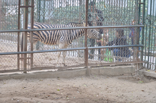 Chuyện ít biết về những chú ngựa biết 'nũng nịu' ở vườn thú Hà Nội- Ảnh 12. Chuyện ít biết về những chú ngựa biết 'nũng nịu' ở vườn thú Hà Nội- Ảnh 12.