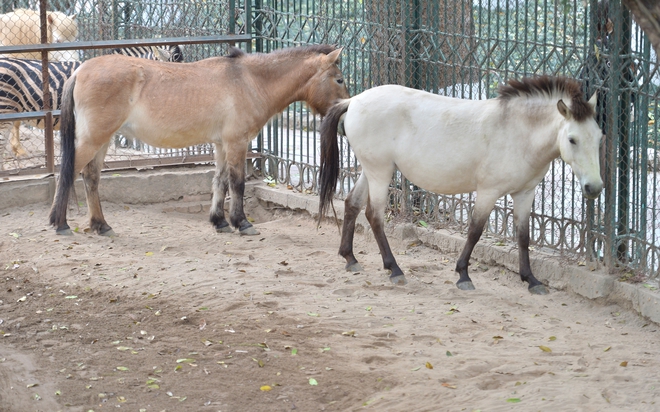 Chuyện ít biết về những chú ngựa biết 'nũng nịu' ở vườn thú Hà Nội- Ảnh 2. Chuyện ít biết về những chú ngựa biết 'nũng nịu' ở vườn thú Hà Nội- Ảnh 2.