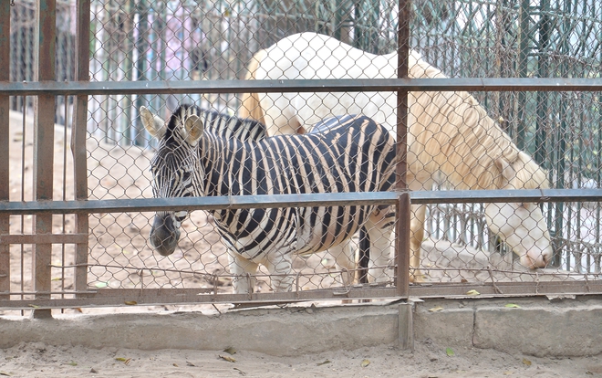Chuyện ít biết về những chú ngựa biết 'nũng nịu' ở vườn thú Hà Nội- Ảnh 3. Chuyện ít biết về những chú ngựa biết 'nũng nịu' ở vườn thú Hà Nội- Ảnh 3.